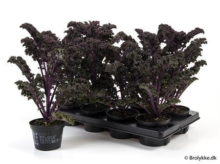 BRASSICA RÖD GRÖNKÅL 12Ø Ø12