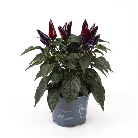 CAPSICUM PURPLE 10Ø Ø10