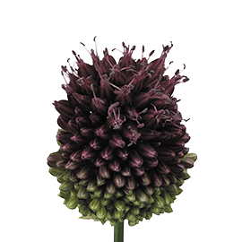 Allium Sphaerocephalon 80