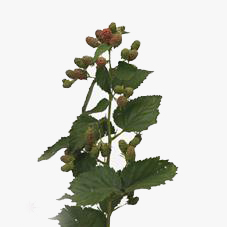 Björnbär (Rubus Chester) 70
