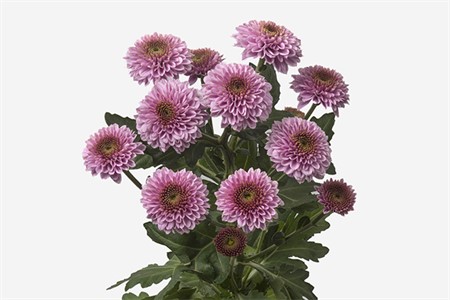 Chr s doria pink 55
