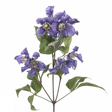 Clematis Blue Pirouette 70