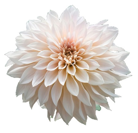 Dahlia Café Au Lait 45