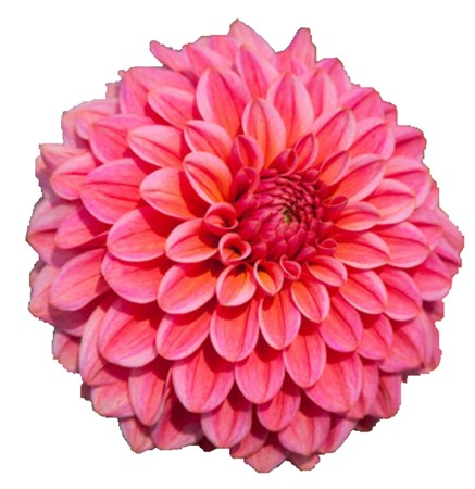 Dahlia Salmon Runner 60