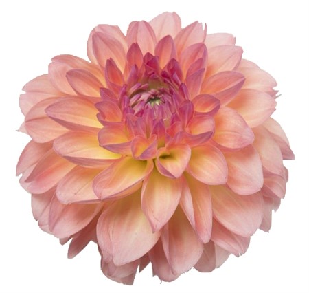 Dahlia Sebastian 55