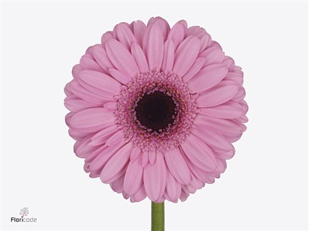 Gerbera mini Talent 50