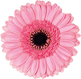 Germini Rosa Petticoat 50
