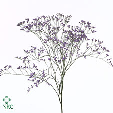 Limonium Safora Dark Blue 80