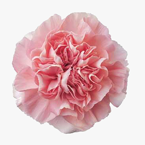 Nejlikor Rosa Essiana 70