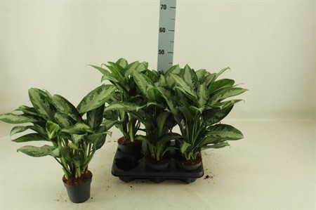 Aglaonema Jubilee Ø12 H=45