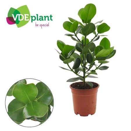 Clusia rosea Princess Ø17 H=55