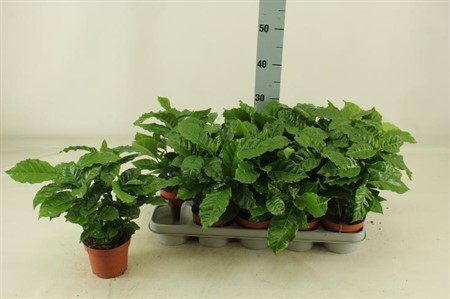 Coffea arabica Ø12 H=30