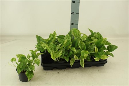 Epipremnum Marble Queen Ø12 H=25