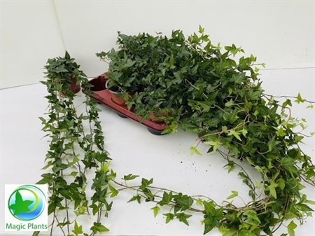 Hedera helix Shamrock Ø12 H=35