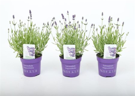 Lavandula ang. Ardeche Blue Ø10,5 H=28 STAD 2-3