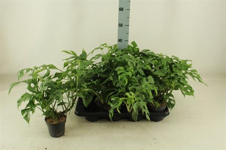 Monstera minima KLIPP Ø12 H=30