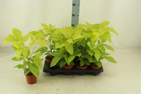 Schefflera actinophylla Lime KLIPP Ø12 H=45