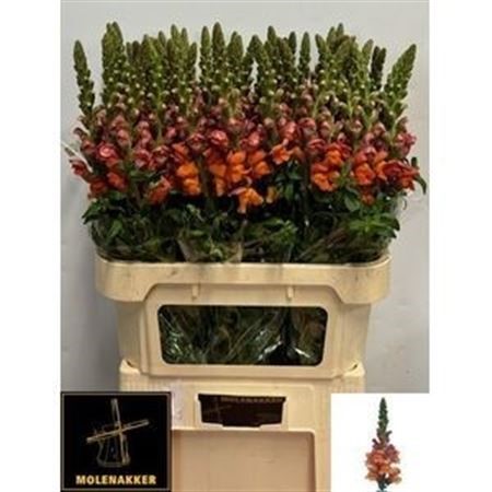 Antirrhinum Avignon Deep Orange H=80