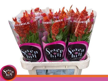 Celosia P Sunday Orange H=80