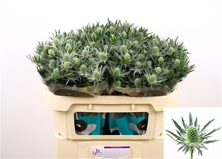 Eryngium Sirius Questar H=70