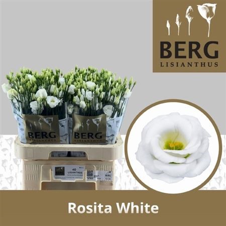 Eustoma Df Rosita White H=70