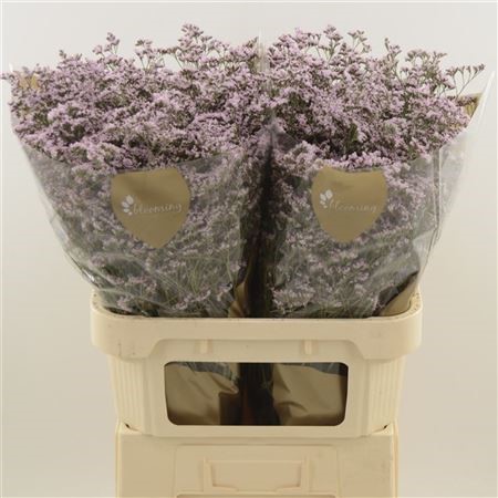 Limonium Safora Oshi Pink H=80
