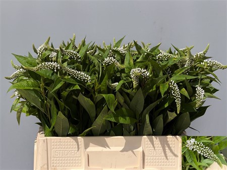 Lysimachia clethroides H=60
