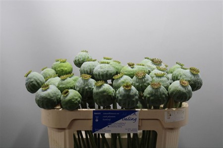 Papaver Som (seed Pod) H=65