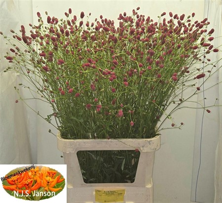 Sanguisorba OF Arnhem H=100