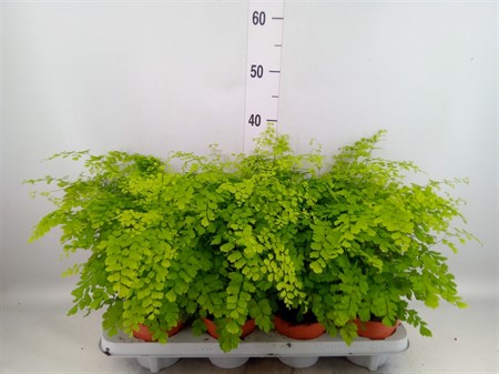 Adiantum raddi. 'Fragrans' Ø12 H=35