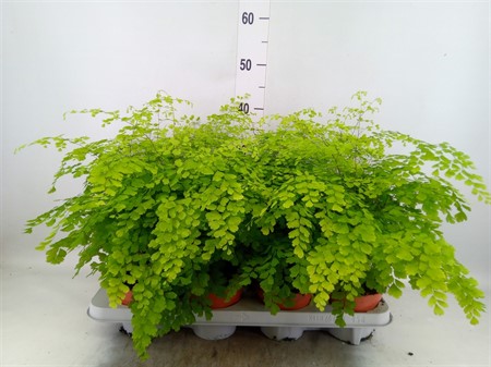 Adiantum raddi. 'Fragrans' Ø12 H=35