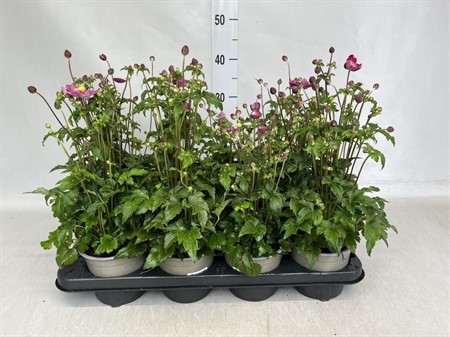 Anemone hupeh. dark pink heavy with label Ø13 H=50