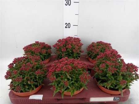Crassula schmidtii * Ø11 H=20