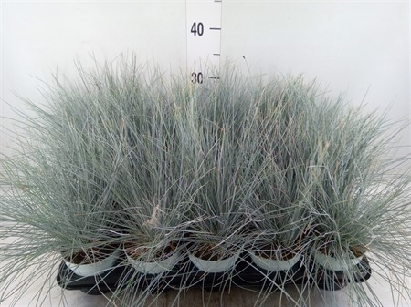Festuca glauca 'Compacta Blue' Compacta Blue® Ø510 H=25