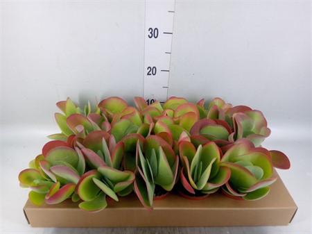 Kalanchoe NF thyrsiflora Flapjack Ø508 H=15
