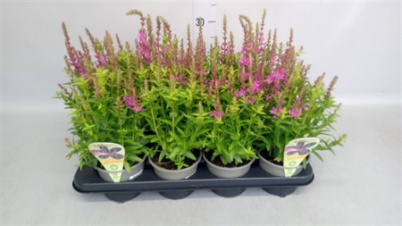 Lythrum 'Robin' heavy xxl Ø13 H=25