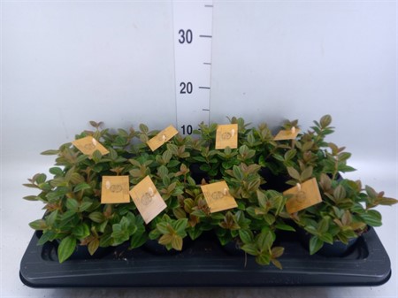 Peperomia angulata Rocca Vivace Ø510 H=15