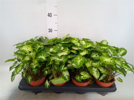 Syngonium 'Pixie' Ø12 H=25
