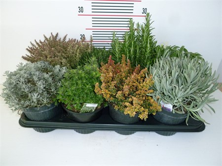 Garden herbs mix Herbs mixed tray Ø14 H=20