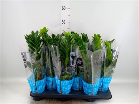 Zamioculcas zamiifolia 3+ spike KLIPP Ø510 H=45