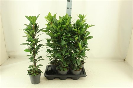Ficus cyathistipula Compacta KLIPP Ø17 H=75