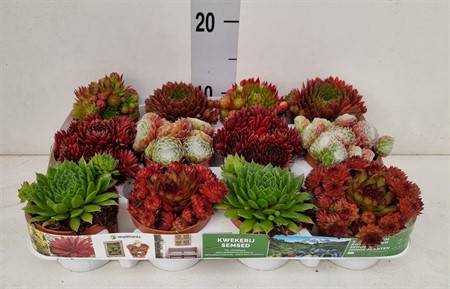 Sempervivum ... sempervivum mixed 6 varieties Ø9 H=12