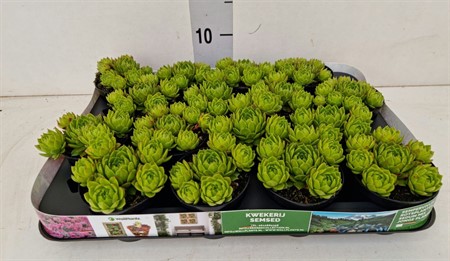 Sempervivum tectorum var. glaucum 'Jovibarba Green' Ø8 H=10