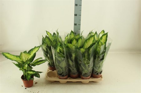 Dieffenbachia Camilla Ø12 H=40