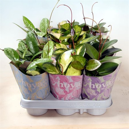 HOYA CARNOSA DESIGN POSE 9 CM Ø9