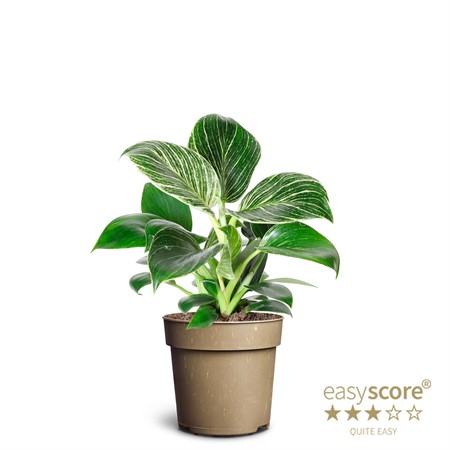 PHILODENDRON WHITE MEASURE 11Ø Ø11