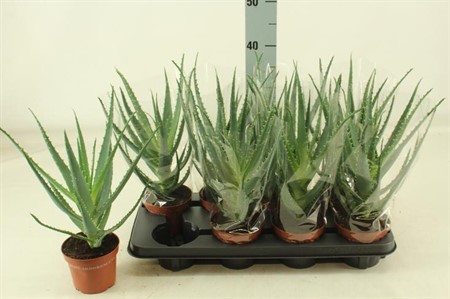 Aloe arborescens Ø12 H=32