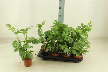 Monstera Minima KLIPP Ø12 H=40