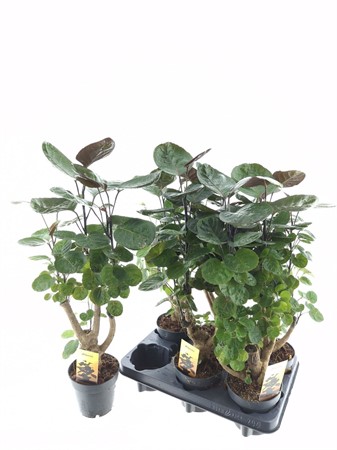 Polyscias scutellaria 'Fabian' förgrenad stam Ø12 H=45