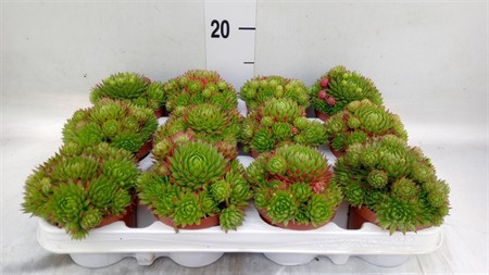 Sempervivum ... 'Guisepii Green/Red' Ø9 H=10